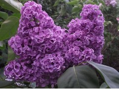 Сирень обыкновенная "Академик Курчатов" (Контейнер 1,0л)