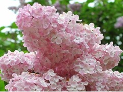 Сирень обыкновенная "Вечерний звон" (Контейнер 1,0л)