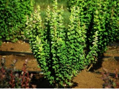 Барбарис Тунберга "Erecta"  HM (Контейнер 0,5л.)