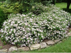 Спирея японская "Albiflora" HM (Контейнер 0,5л.)