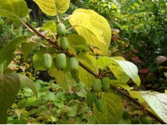 Актинидия Коломикта "Крупноплодная" (Контейнер 2,0л)