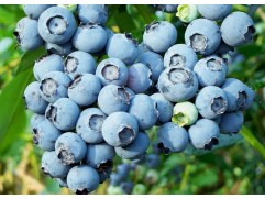 Голубика высокорослая "Denise Blue"  3-летн. (Контейнер 5,0л.)