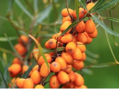 Облепиха "Университетская" (Контейнер 3,0л.)