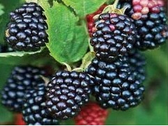 Ежевика "Торнфри" (Контейнер 3,0л)