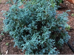 Кипарисовик горохоплодный "Baby Blue" (Контейнер 2,0л)