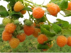 Малина желтая "Ананасная Вигорова"  (Контейнер 2,0л)