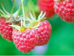 Малина "Мишутка"  (Контейнер 2,0л)