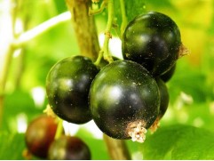 Смородина черная "Русалка" (Контейнер 2,0л)