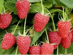 Малина "Татьяна" (Контейнер 2,0л)