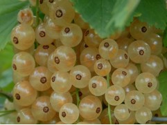 Смородина белая "Уральская белая"  (Контейнер 2,0л)