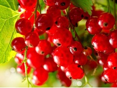 Смородина красная "Уральская красавица"  (Контейнер 2,0л)