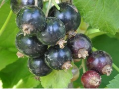 Смородина черная "Мушкетер"  (Контейнер 2,0л)