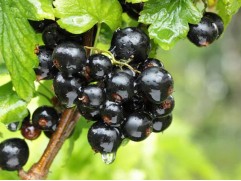 Смородина черная "Калиновка"  (Контейнер 2,0л)