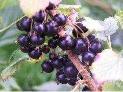 Смородина черная "Сластена"  (Контейнер 2,0л)