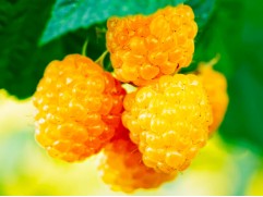 Малина ремонтантная "Золотой сентябрь"  (Контейнер 2,0л)