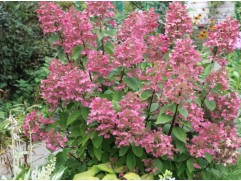 Гортензия метельчатая "Wims Red" (Контейнер 10,0л.)