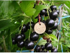 Смородина черная "Селеченская-2" (Контейнер 5,0л.)