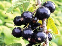 Смородина черная "Рита"  (Контейнер 5,0л)