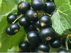 Смородина черная "Нежданчик"  (Контейнер 5,0л)