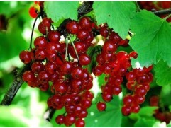 Смородина красная "Сахарная" (Контейнер 5,0л.)