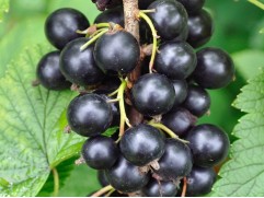 Смородина черная "Десертная Огольцовой"  (Контейнер 5,0л)