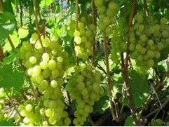 Виноград плодовый "Краса Севера" (Контейнер 3,0л)