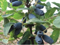 Жимолость "Павловская" (Контейнер 3,0л)