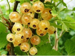 Смородина белая "Баяна" (Контейнер 3,0л)