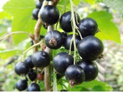 Смородина черная "Петербурженка" (Контейнер 3,0л)