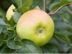 Яблоня колонновидная "Каскад" (Контейнер 7,0л)