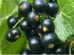 Смородина черная "Велой"  (Контейнер 5,0л)