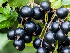 Смородина черная "Деликатес" (Контейнер 5,0л)