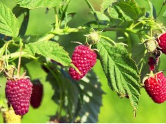 Малина "Изобильная" (Контейнер 3,0л)