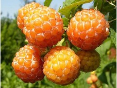 Малина ремонтантная "Беглянка" (Контейнер 3,0л.)