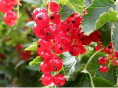 Смородина красная "Ранняя сладкая" (Контейнер 5,0л)