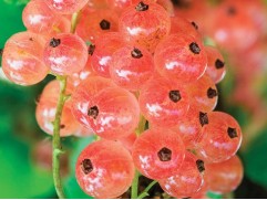 Смородина красная "Роза чаир"  (Контейнер 3,0л)