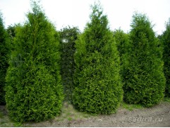 Туя западная "King of Brabant" (Контейнер 2,0л.)