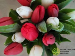 Букет "Лед и Пламя" (15 тюльпанов)